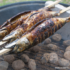 20 Grill-Spieße pure 80 cm x 8 mm x 8 mm Steckerlfisch